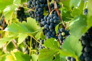 Consejos para el cuidado de la parra de uvas