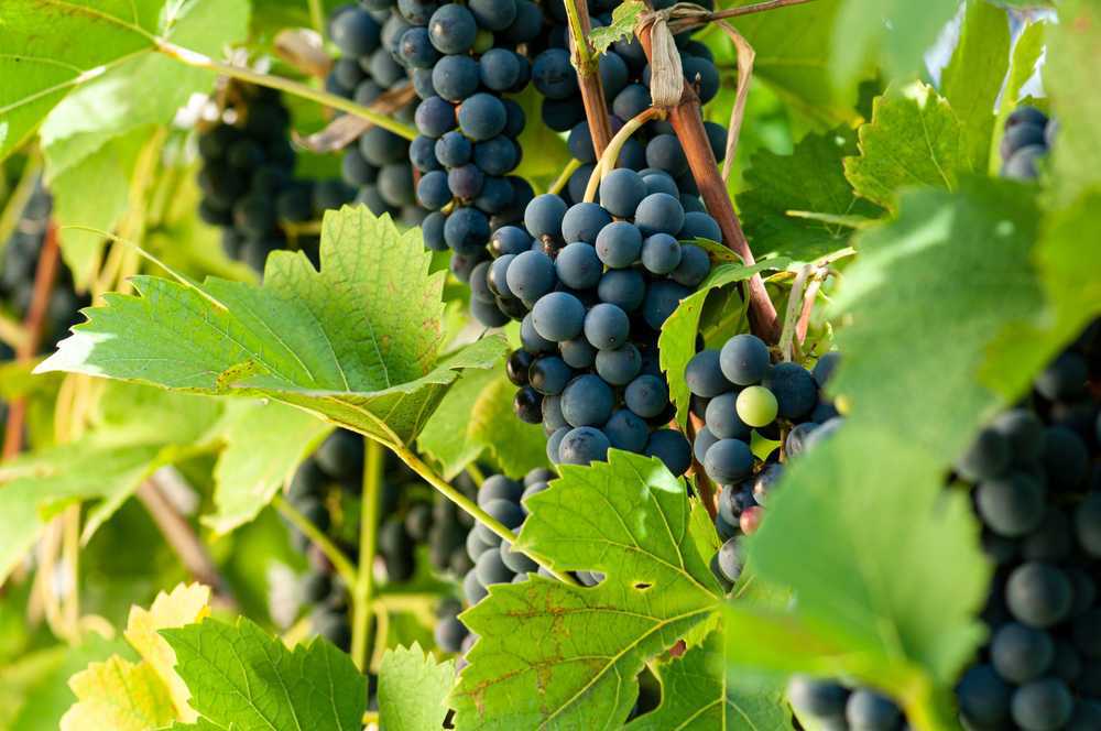 Consejos para el cuidado de la parra de uvas